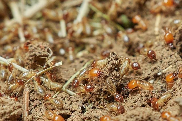 Termite inspectors in Milwaukee, WI